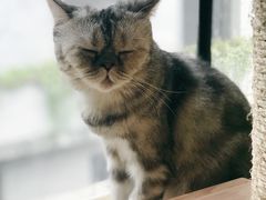 -more than meow吴止猫主题餐厅(承德 中船汇店)