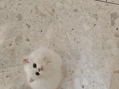 -飞行喵MR PILOT|猫舍·猫咖(静安大融城店)