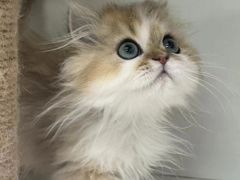 -十月米努特矮脚猫舍