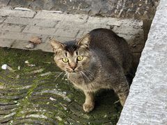 -西安大兴善寺