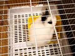 -猫猫幼稚园·撸猫·桌游·电玩