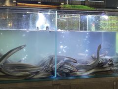 -本炙炭烤·蒲烧活鳗料理店(金沙洲店)