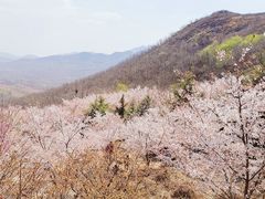 -樱花山风景区