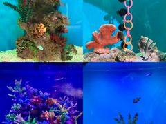 -海合安武汉极地海洋公园