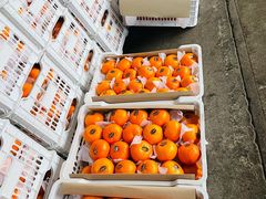 -东方鼎信农副产品交易中心