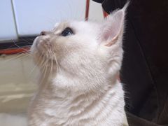 -三花喵·撸猫购宠·宠物生活馆(虹桥南丰城店)