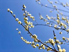 -梅花山(明孝陵内)