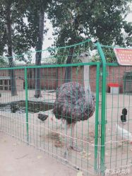 -上美四季动物农场