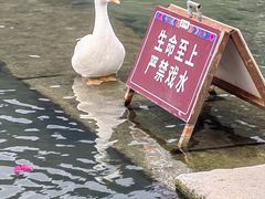 -靖西鹅泉风景区