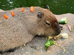 -北京野生动物园