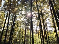 -上海滨江森林公园