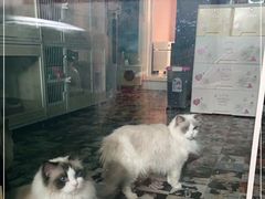 -Bastet sally猫舍购宠(静安店)