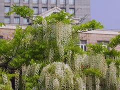 -嘉定紫藤园