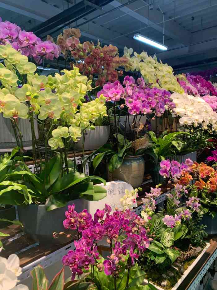 蟹岛国际花卉-"这个季节的蟹岛人比较少,主要去是烧烤,设.