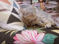 -猫色咖啡·猫咖