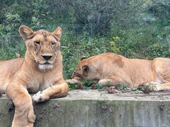 -栾川竹海野生动物园
