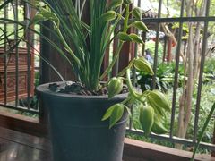 -上海植物园·停车场