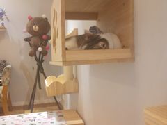 -万小咖.猫咖(中山路天虹店)