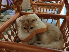 -创凡宠物医院·骨专科  猫科中心(西乡分院)