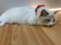 -COLOR PETS 撸猫馆·购猫·猫咖(长风大悦城店)