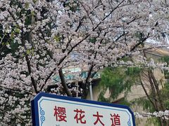 -武汉大学-樱园