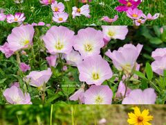 -洋湖国家湿地公园