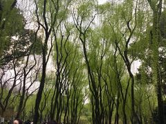 -柳浪闻莺公园