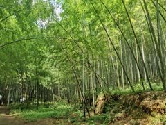 -天花井景区