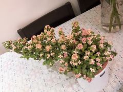 -万商花鸟市场