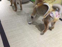 -逗柴咖啡屋·狗咖猫咖宠物桌游