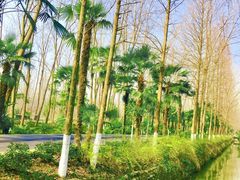 -合肥滨湖国家森林公园