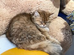-平行世界·猫咖(首经贸店)