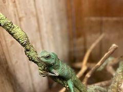 -上海大自然野生昆虫馆