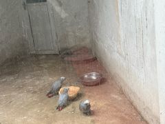 -合肥野生动物园