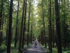 -东平国家森林公园
