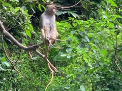 -西双版纳原始森林公园