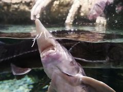 -迪拜水族馆及水下动物园