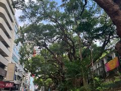 -九龙公园