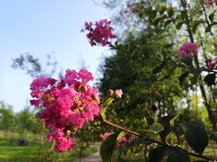 -合肥滨湖国家森林公园