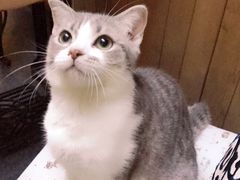 -猫色咖啡·猫咖