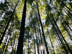 -武陵山森林公园