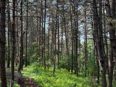 -帽儿山国家森林公园