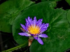 -国家植物园南园