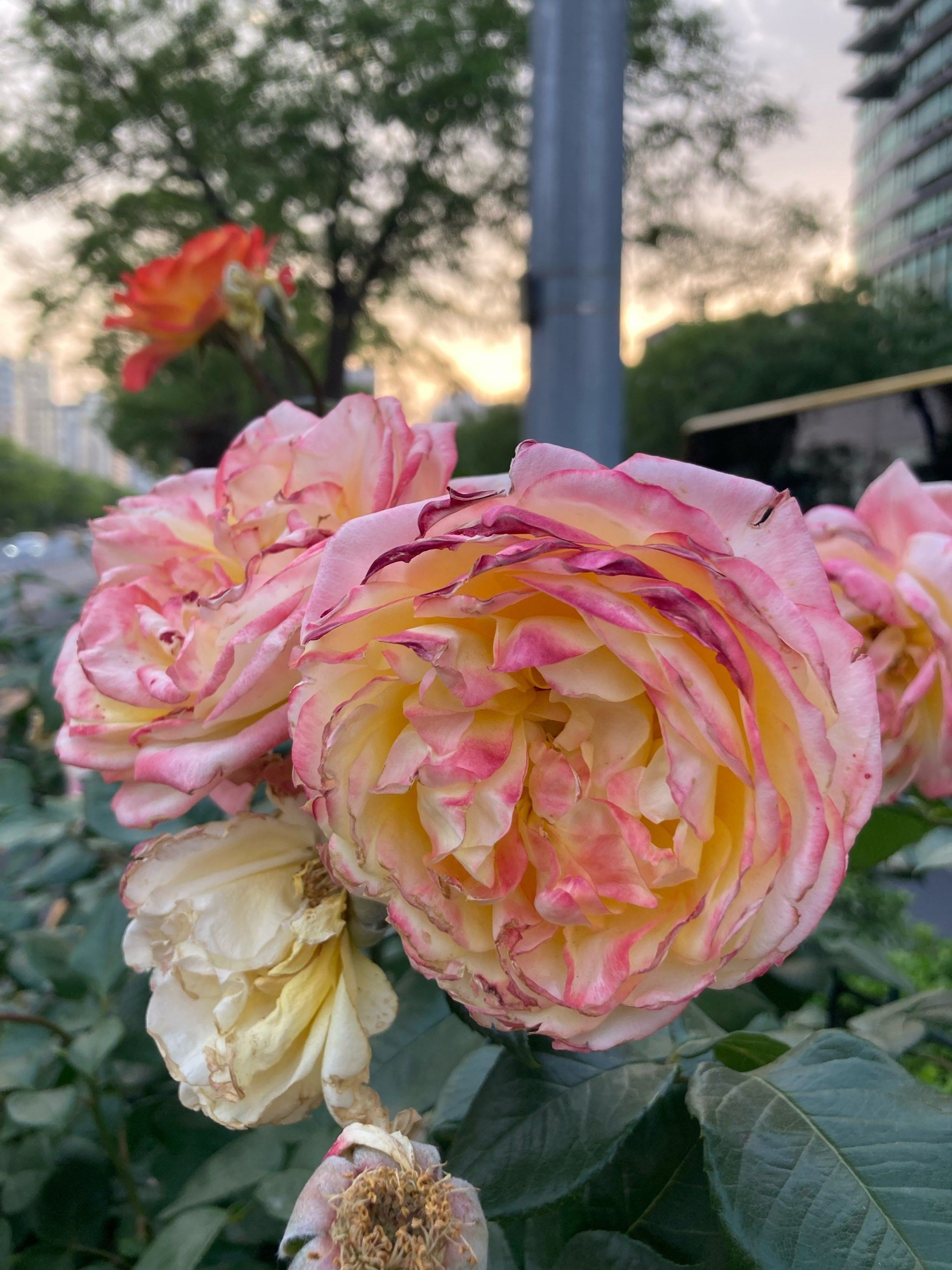 夕阳下的月季花