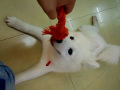 android_upload_pic-小呆的宠物店·宠物售卖·宠物寄养(城西店)