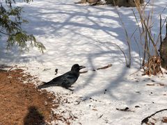 -北海道厅旧本厅舍(旧本庁舎)