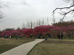 -秀丽东方
