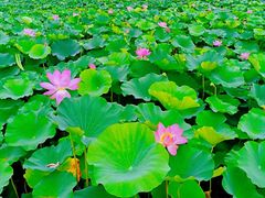 -荷塘月色湿地公园·向阳花洲