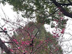 -南汇桃花村