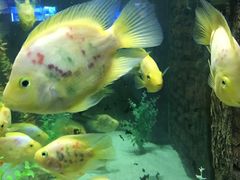 -洛阳龙门海洋馆